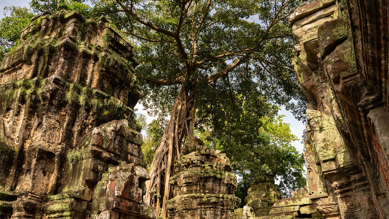 Ta Prohm Temple with tree roots